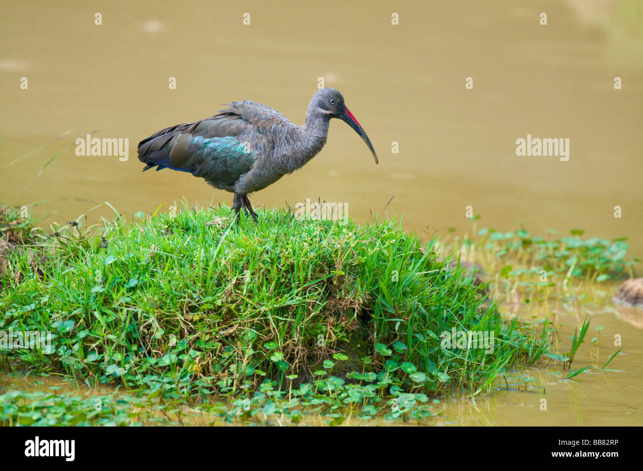 (Bostrychia hagedash Ibis hagedash), le Parc National du Mont Kenya, Kenya, Afrique de l'Est Banque D'Images