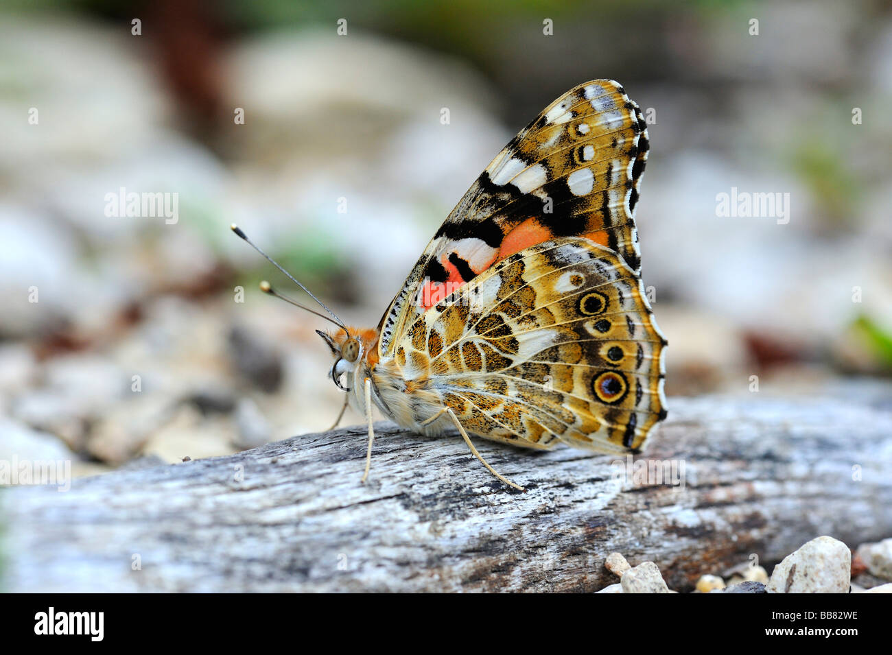 La belle dame (Vanessa cardui), Jura souabe, Bade-Wurtemberg, Allemagne, Europe Banque D'Images