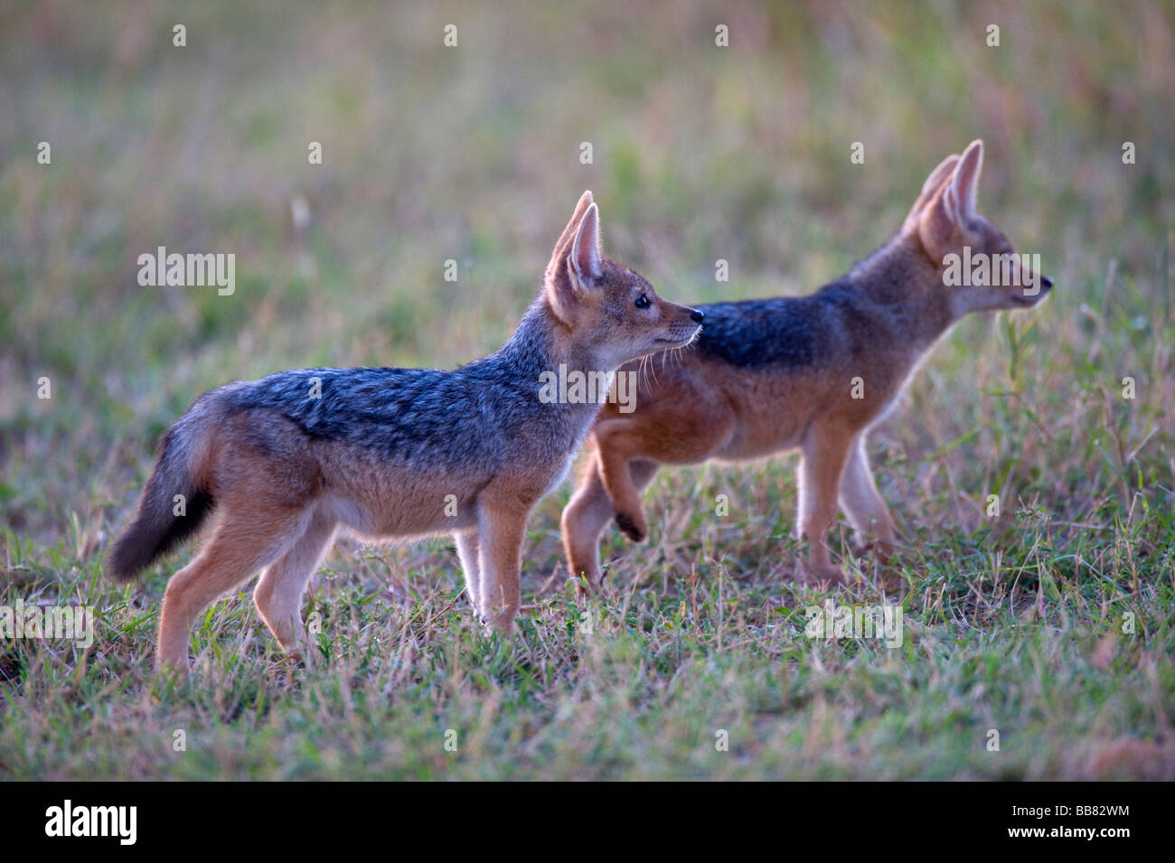 Le Chacal à dos noir (Canis mesomelas), deux jeunes dans la première lumière du jour, Masai Mara National Reserve, Kenya, Afrique de l'Est Banque D'Images