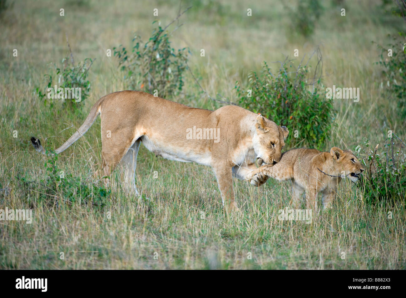 Lion (Panthera leo), lionne jouant avec les louveteaux, Masai Mara National Reserve, Kenya, Afrique de l'Est Banque D'Images