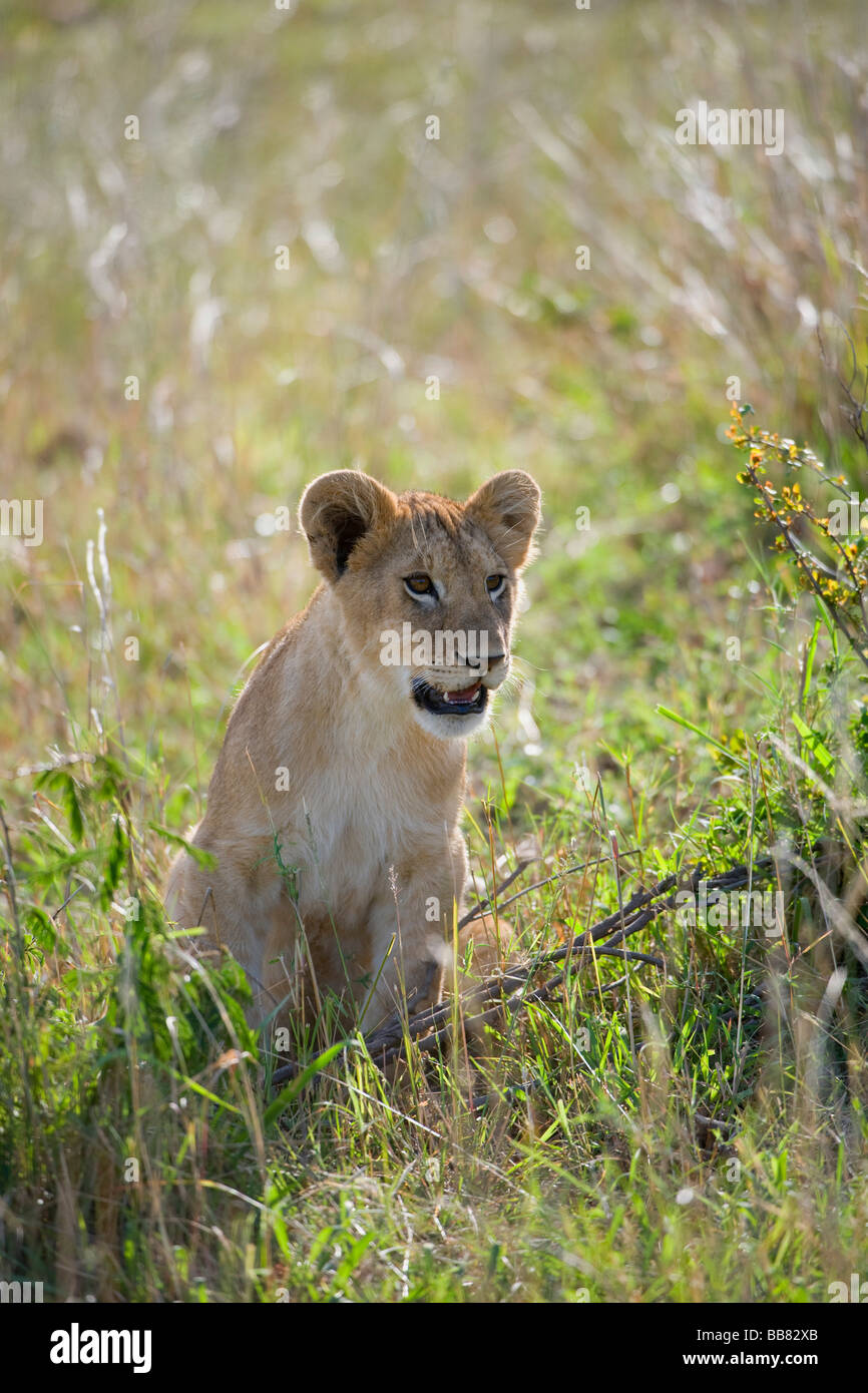 Lion (Panthera leo), Cub, Masai Mara National Reserve, Kenya, Afrique de l'Est Banque D'Images