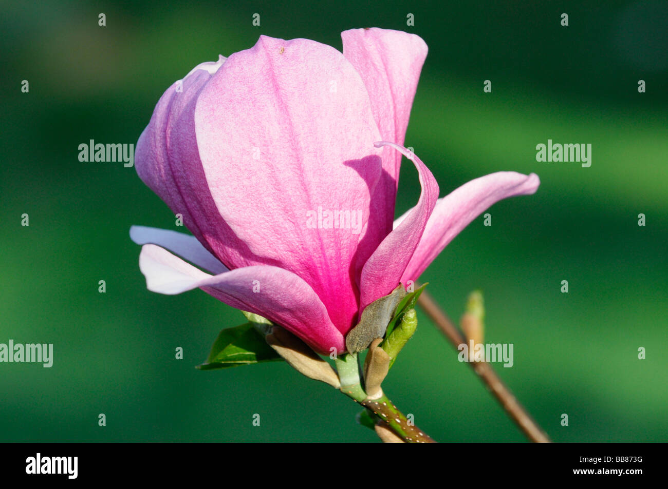 Magnolia (Magnolia Sprengeri hybride), fleur Banque D'Images