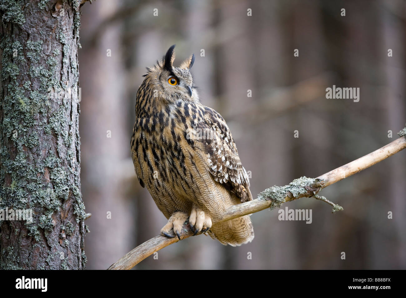 Grand Owl (Bubo bubo) Banque D'Images