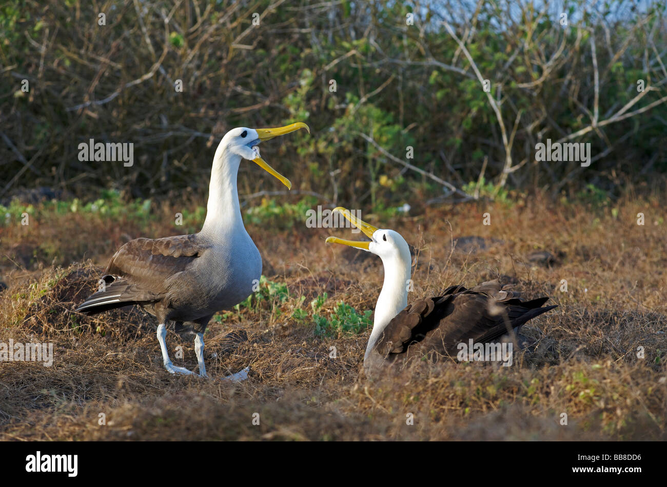 Paire d'oiseaux albatros des Galapagos parade de faire afficher sur le sol près de site de nidification, l'île d'Espanola, Galapagos, Pacifique Banque D'Images