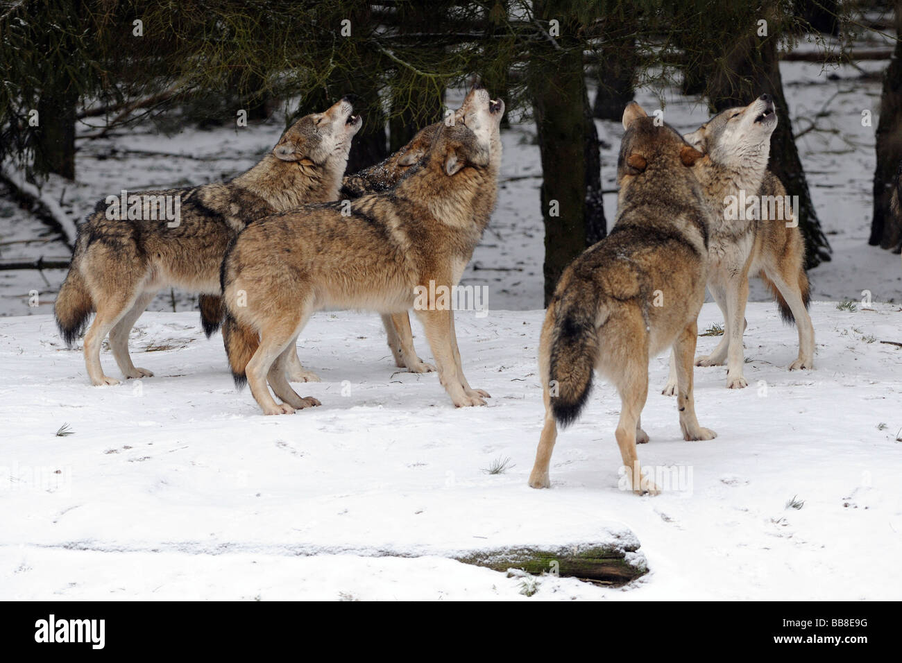 Pack de Loups gris (Canis lupus) howling durant la période de rut Banque D'Images