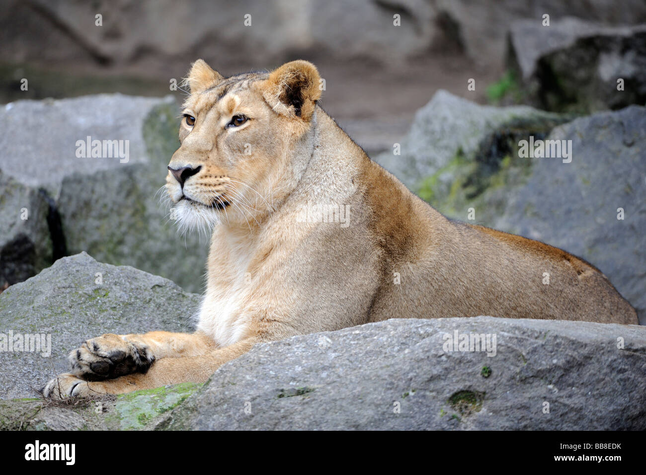 Lion d'Asie (Panthera leo persica), Femme Banque D'Images