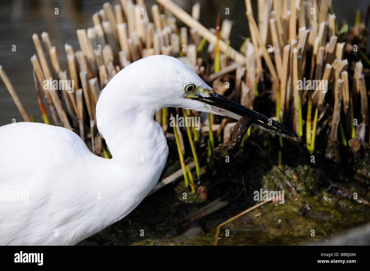 Aigrette garzette (Egretta garzetta) avec un les larves de libellules dans son bec, Kyoto, Japon, Asie Banque D'Images