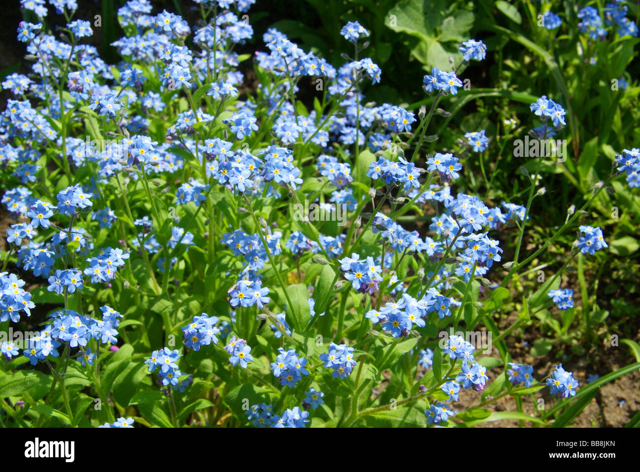 Vergissmeinnicht 03 ne m'oublie pas Banque D'Images