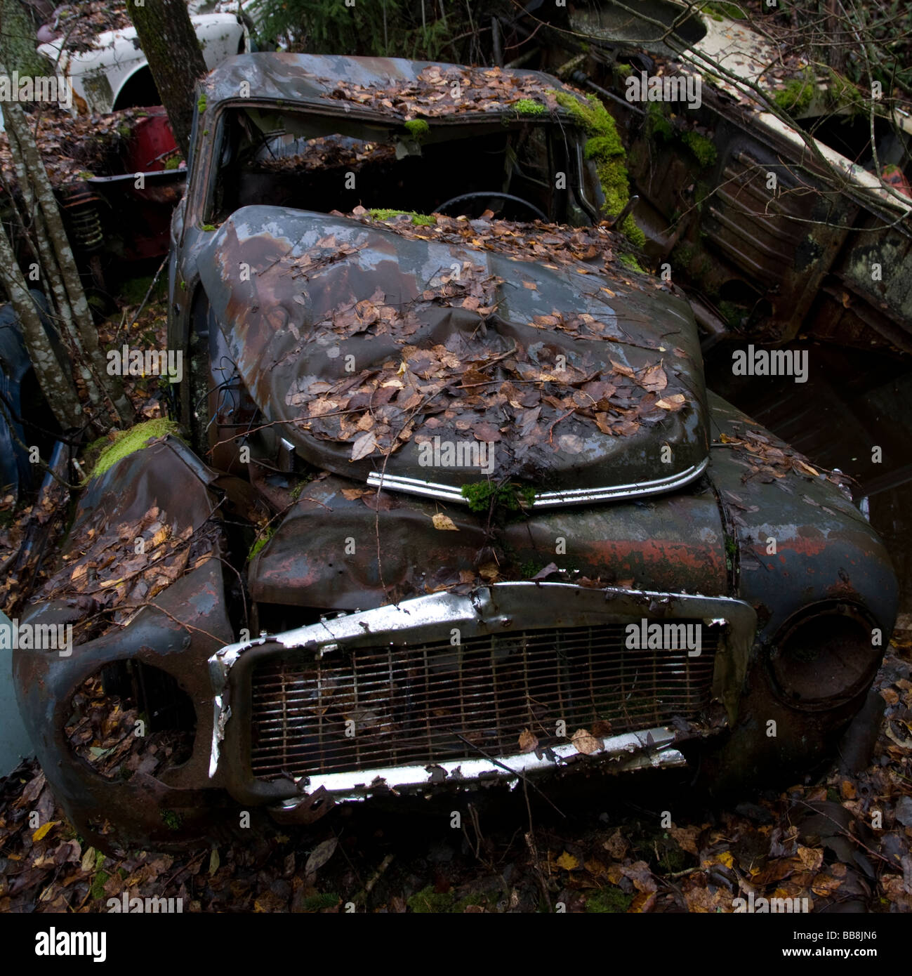 Une vieille voiture rouillée envahie la voiture au cimetière en Töckfors Suède Il y a plusieurs milliers de voitures comme cela à l'endroit Banque D'Images