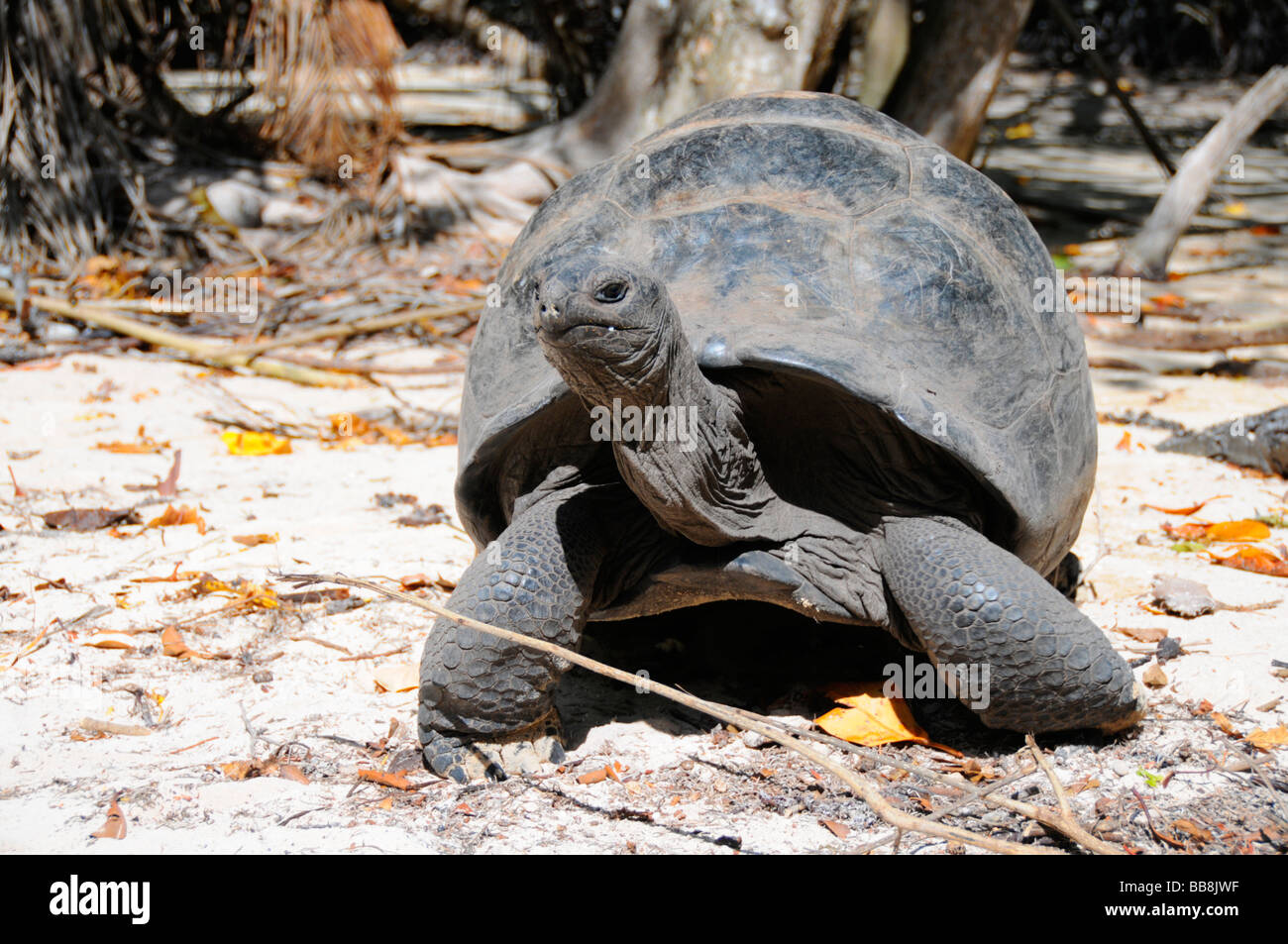 Tortue géante d'Aldabra (Aldabrachelys gigantea), l'île Curieuse, Seychelles Banque D'Images