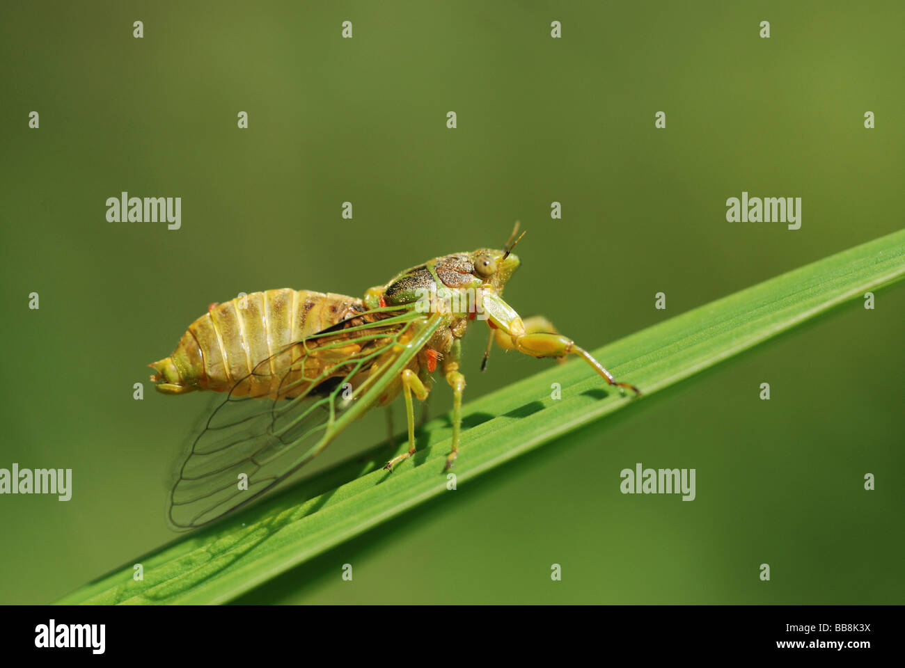 Cigales (Mogannia hebes), de la cour, à Taiwan, en Asie Banque D'Images