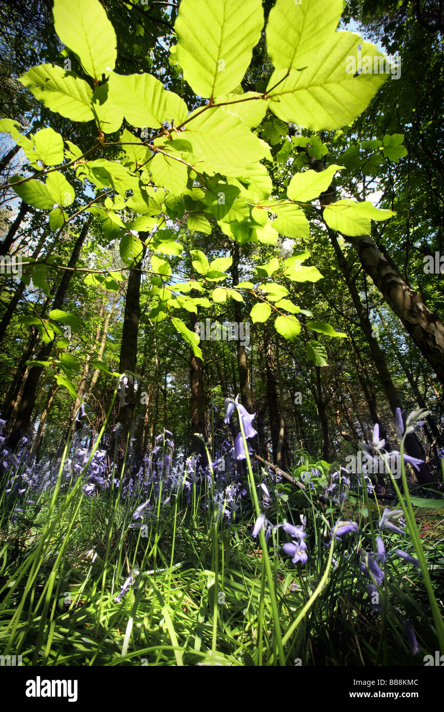 Jacinthes dans un bois Bluebell sur le côté pierre meulière du Peak District proche de Hathersage, Angleterre. Banque D'Images