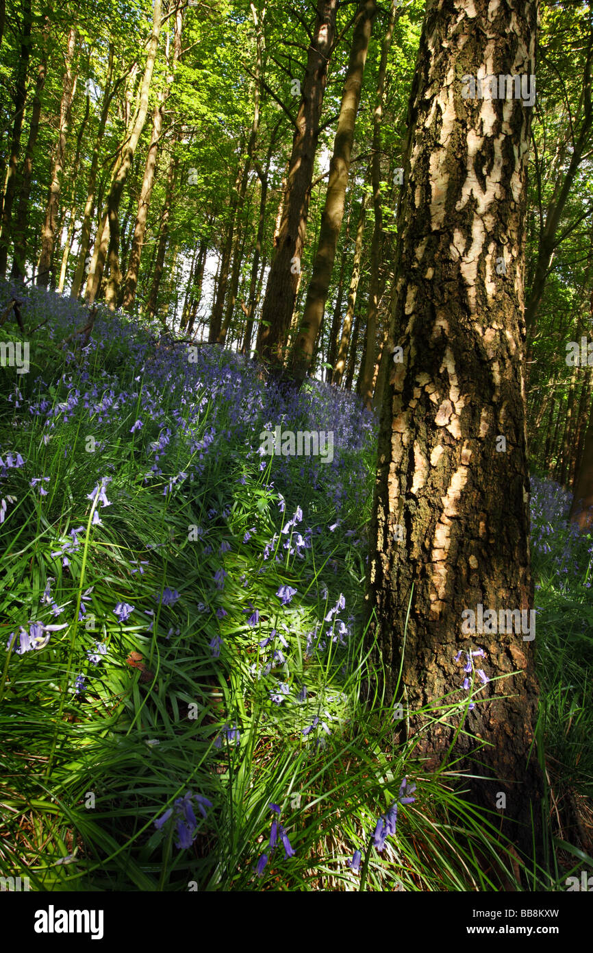 Jacinthes dans un bois Bluebell sur le côté pierre meulière du Peak District proche de Hathersage, Angleterre. Banque D'Images