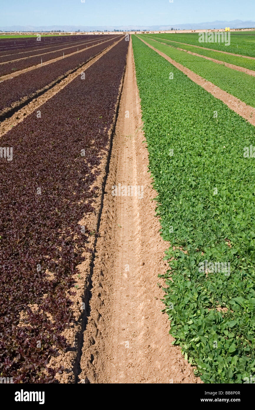 Rangées de plus en plus de la laitue dans l'Imperial Valley près de El Centro le sud de la Californie USA Banque D'Images