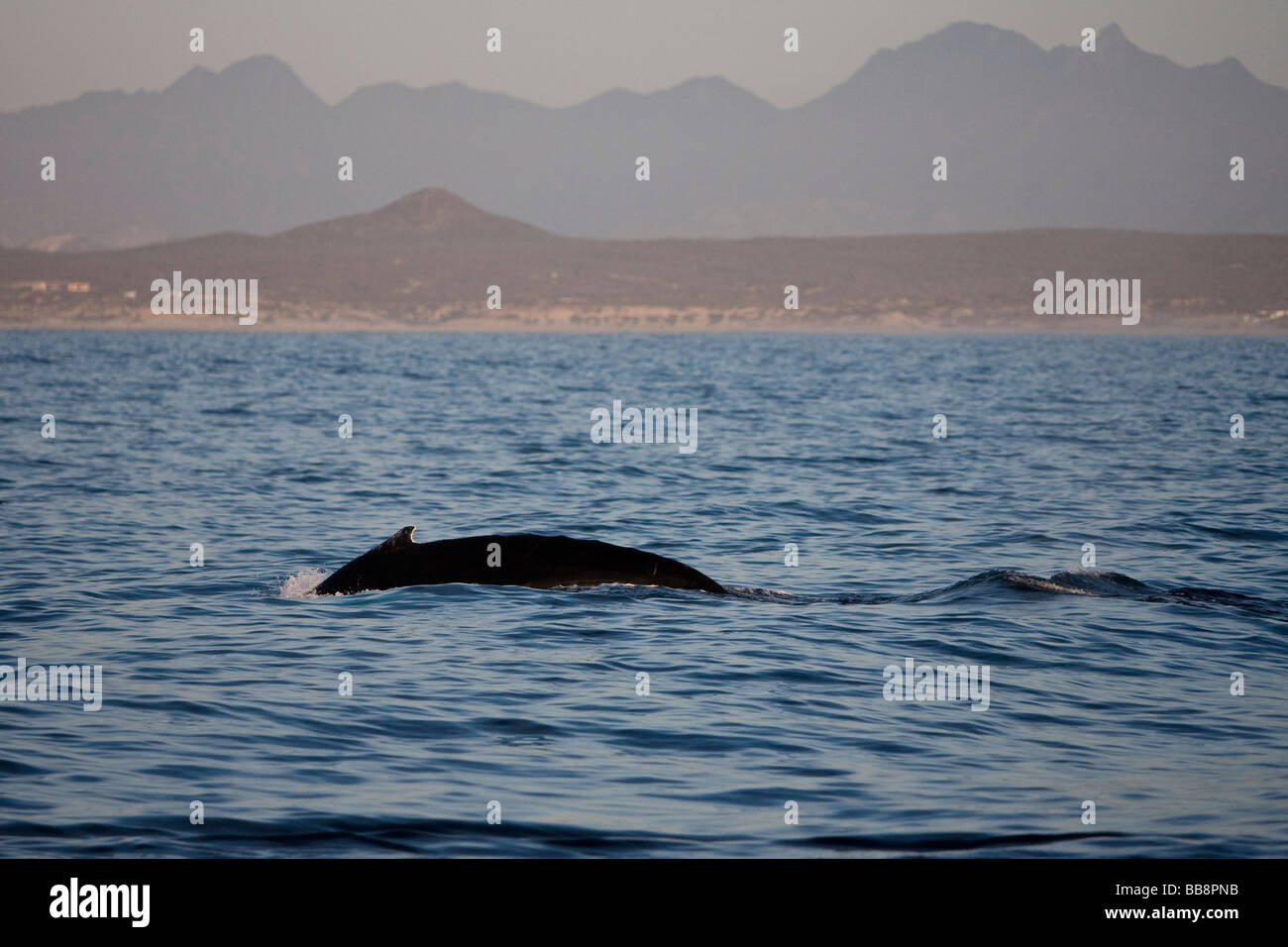 Baleine à bosse Megaptera novaeanglia Gorda Buckelwal Calaifornia Banques Baja Mexique Banque D'Images