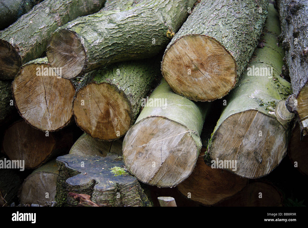 Les extrémités d'une pile de grumes d'arbres. Banque D'Images