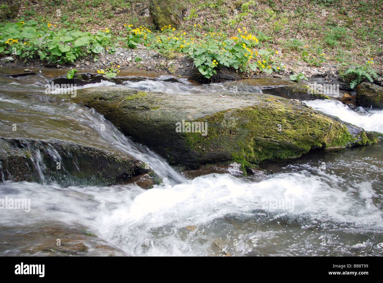 Flux de précipitation parmi les roches, Balkan Central Parc National, Bulgarie Banque D'Images