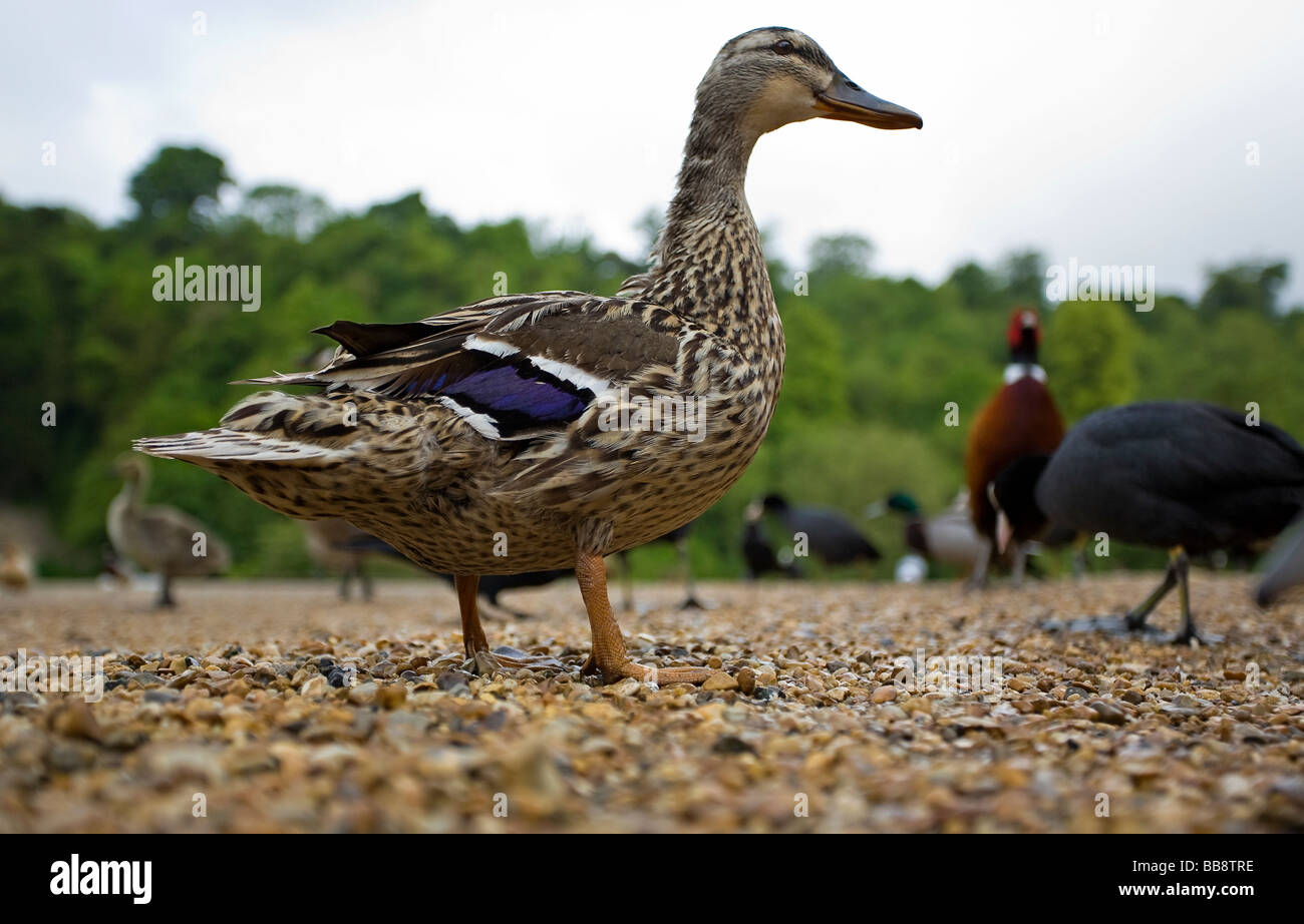 Une vue au niveau du sol de mignon femelle Canard colvert (Anas platyrhynchos) à la fin du printemps dans la région de Sussex, UK Banque D'Images