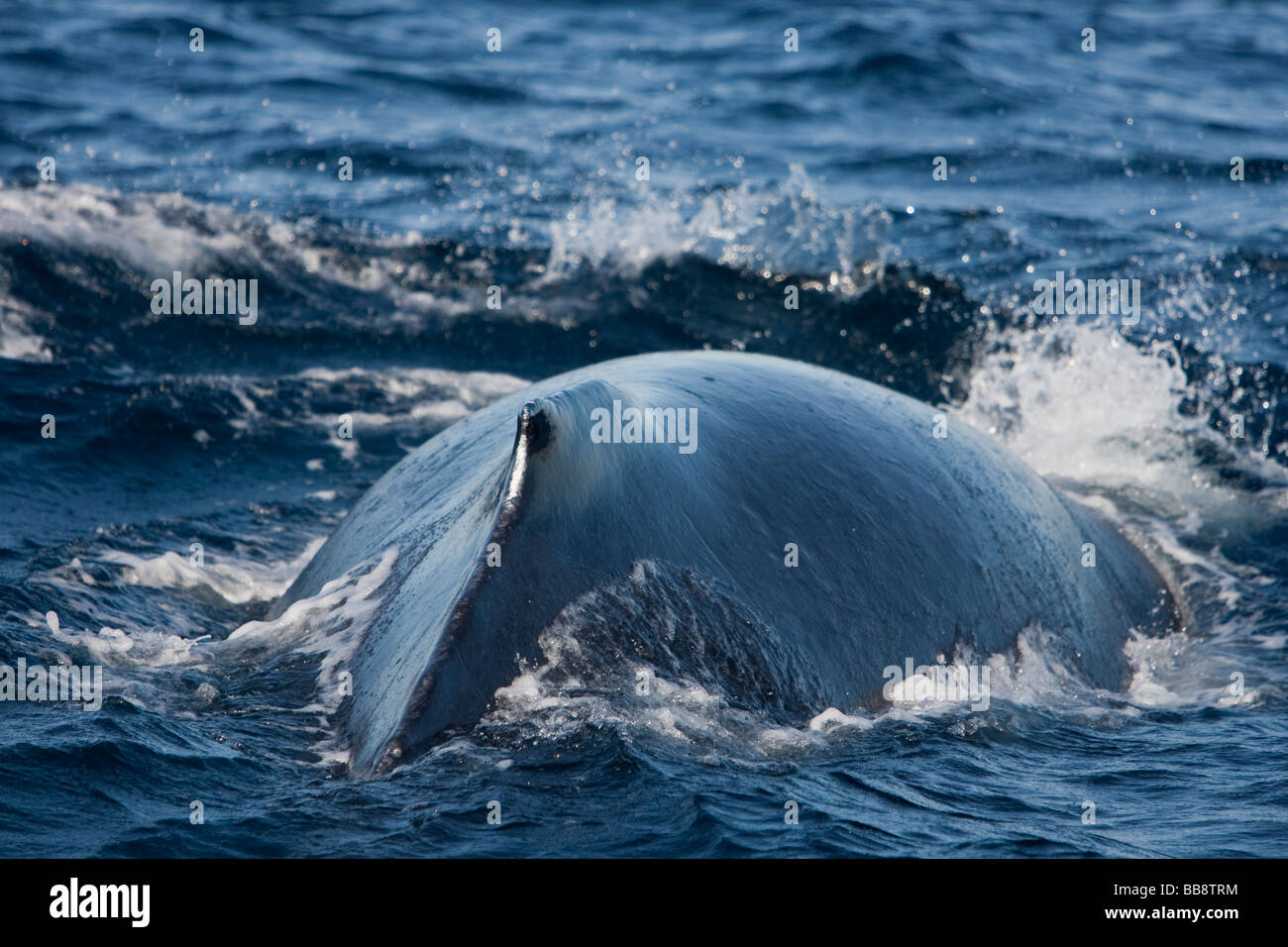 Baleine à bosse Megaptera novaeanglia Buckelwal Banques Gorda Baja California au Mexique retour à l'aileron dorsal et hump Banque D'Images