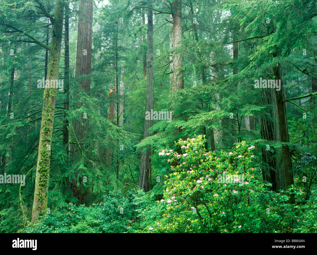 Redwood Forest - Muir Woods Banque D'Images