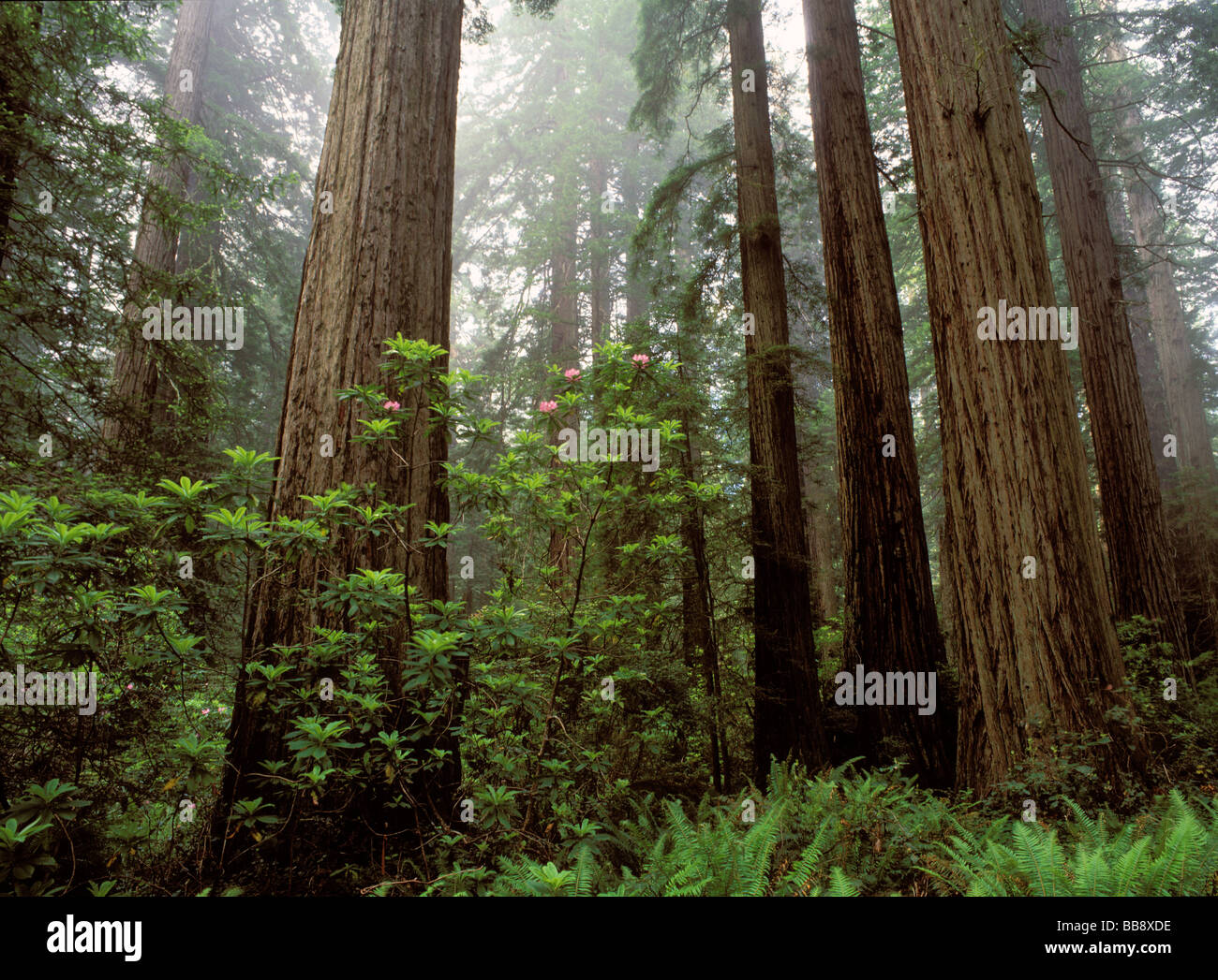 Séquoias et brouillard - Redwood Forest National Park, en Californie. Banque D'Images