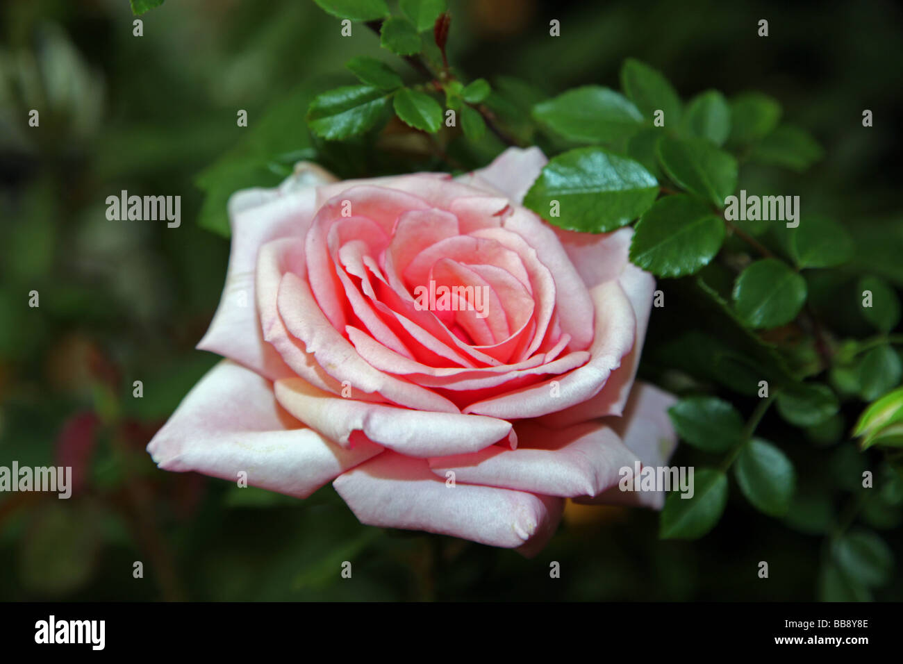 Tisserands Rosa rose façon introduit à la RHS Chelsea Flower Show par Peter Beales Roses Banque D'Images