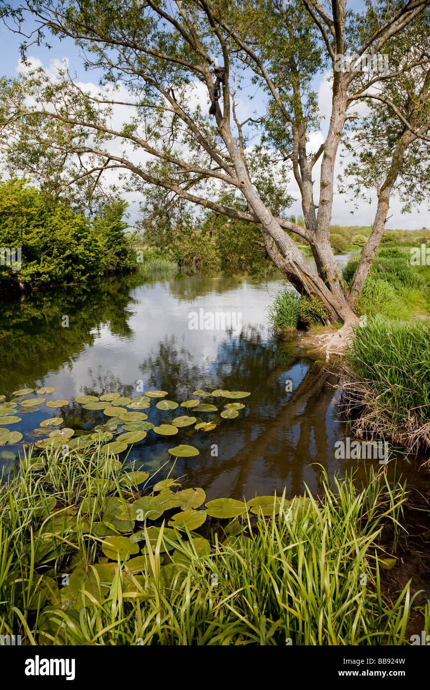 Rivière Stour à Longham près de Poole, dans le Dorset promenades Banque D'Images