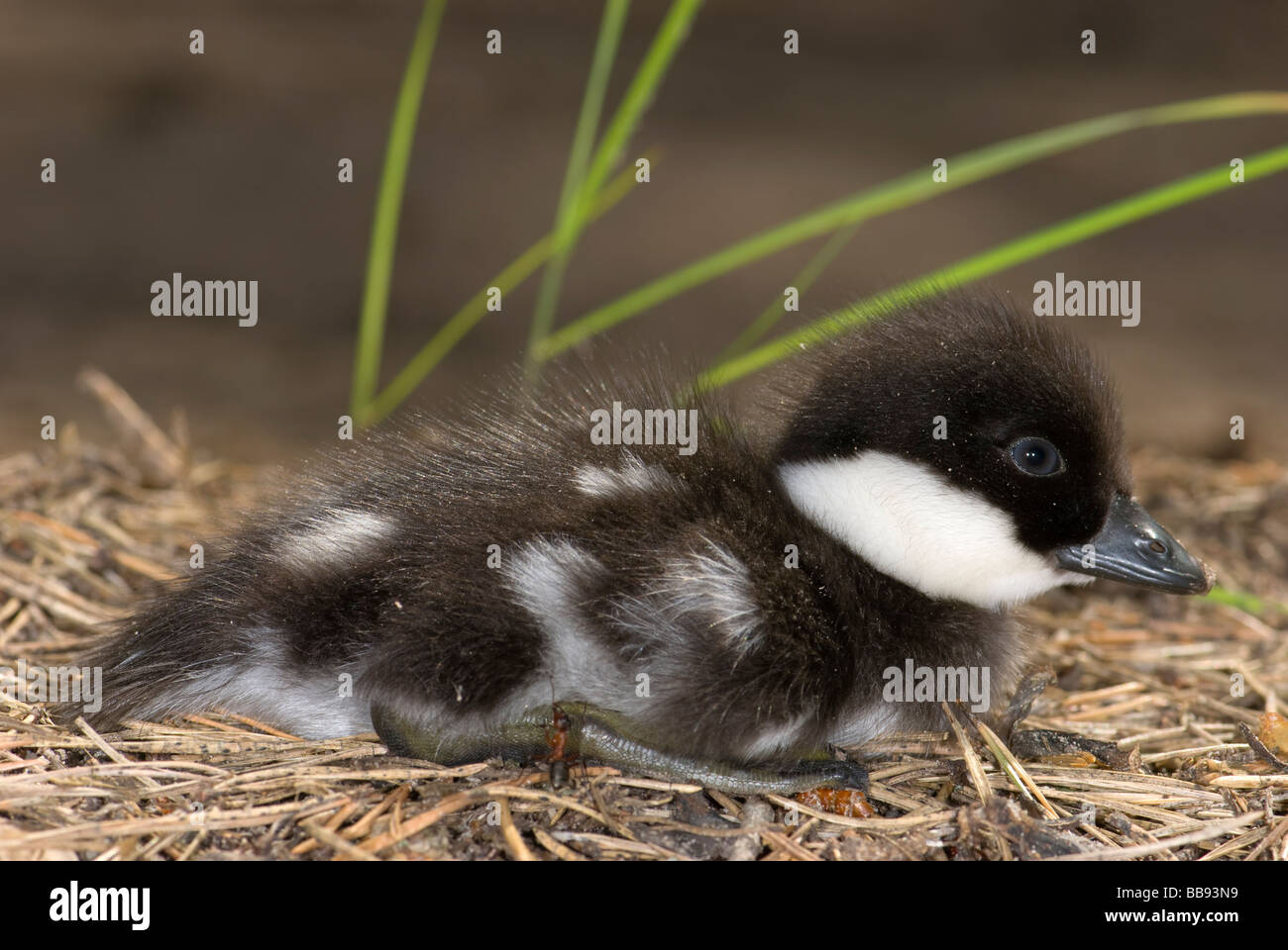 Le Garrot Bucephala clangula duckling Banque D'Images
