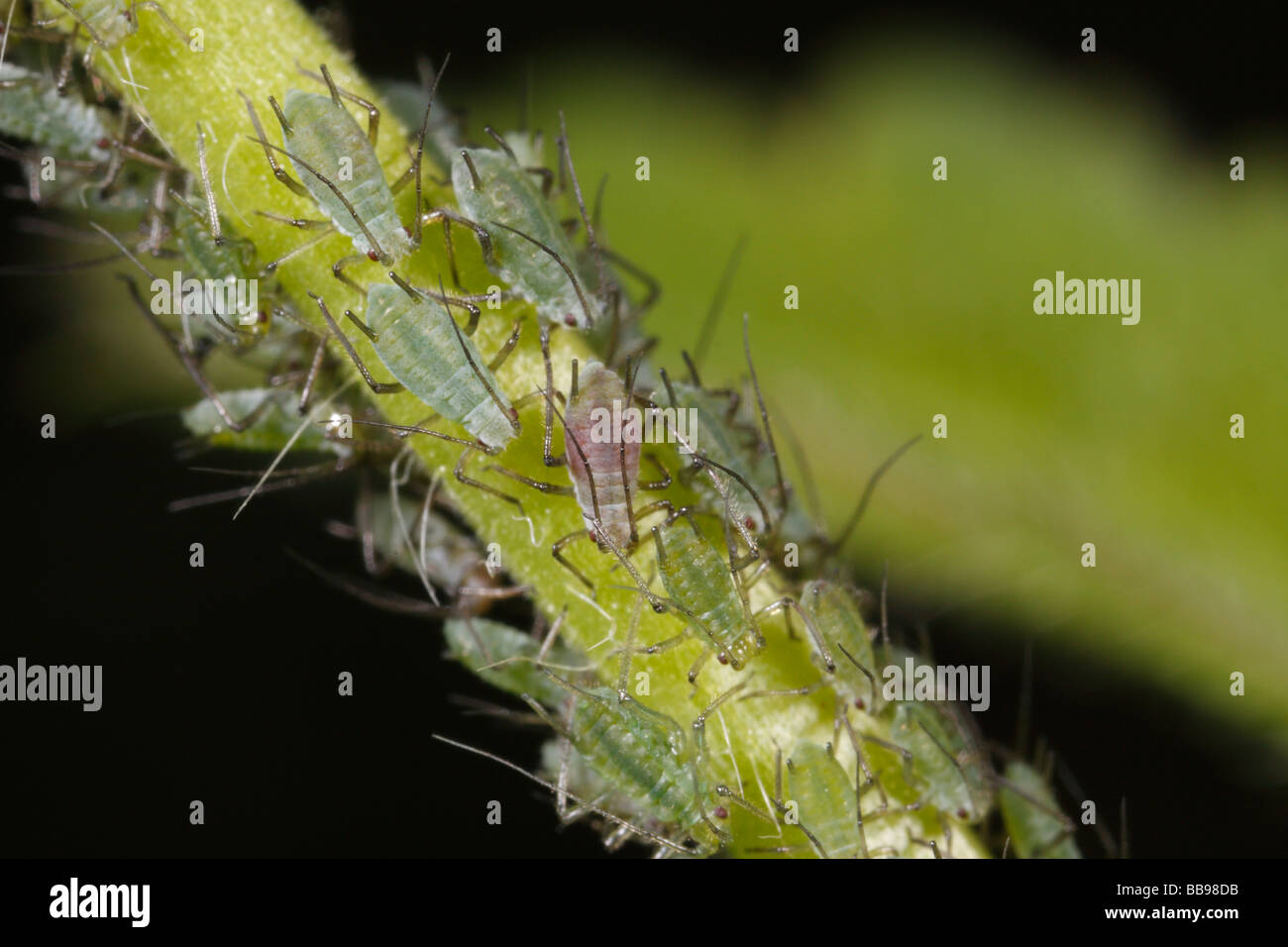 Les pucerons sur la tige. Ce sont pour la plupart des spécimens immatures. Banque D'Images