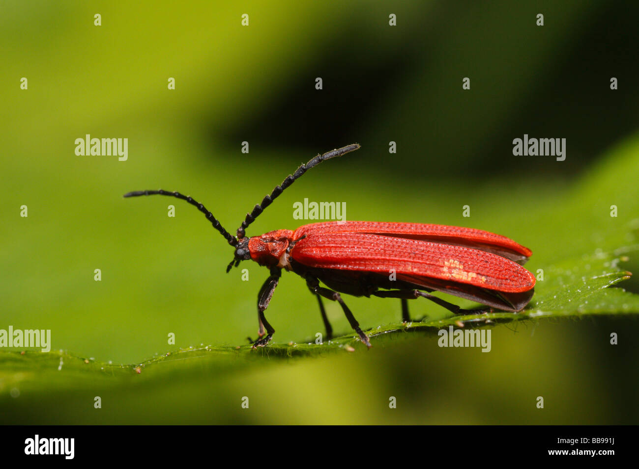 Dictyoptera Aurora, un net-winged beetle Banque D'Images