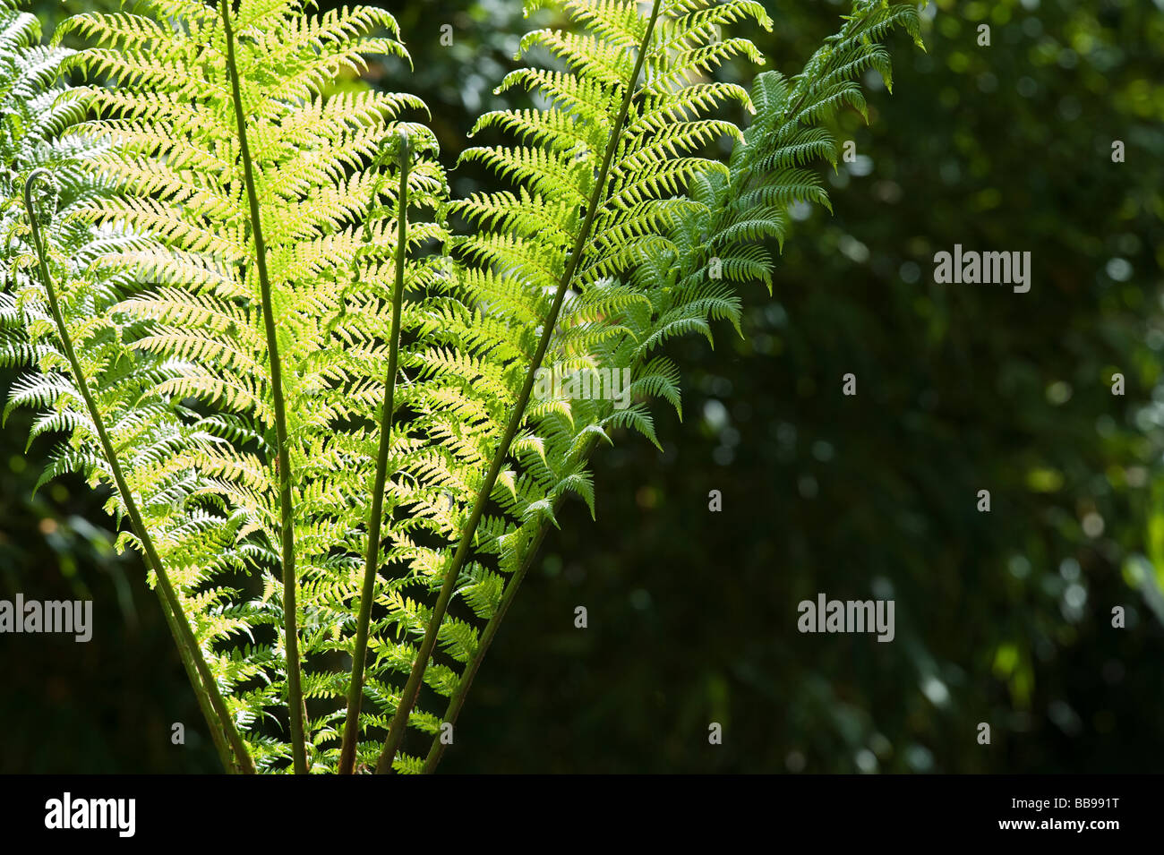 Dicksonia antarctica, fougères tendres Banque D'Images