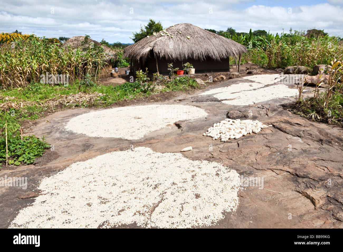 Le maïs distribués à sécher au soleil dans le village de Nyombe, Malawi, Afrique Banque D'Images