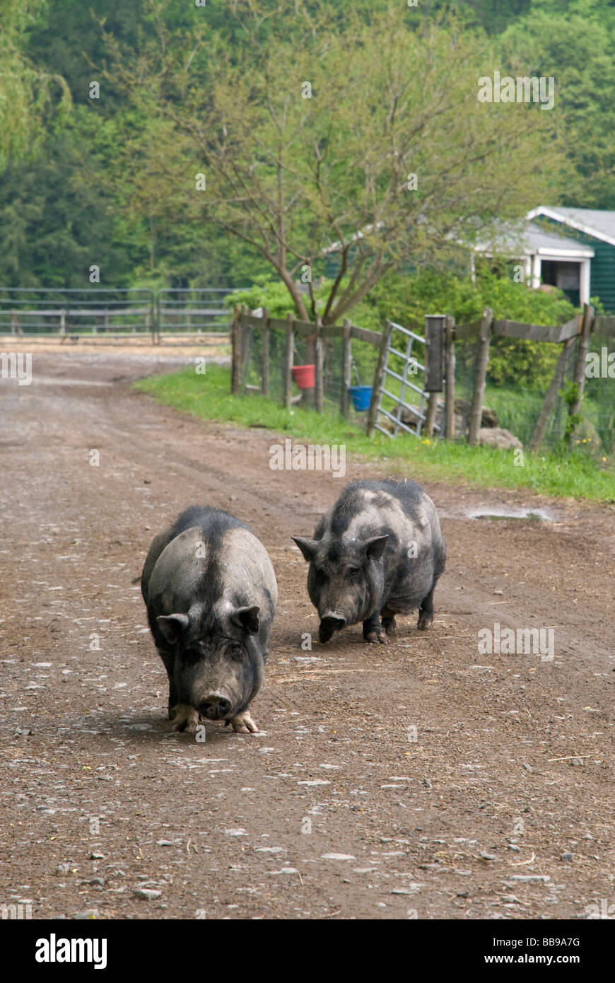 Pot bellied cochons dans une ferme Banque D'Images