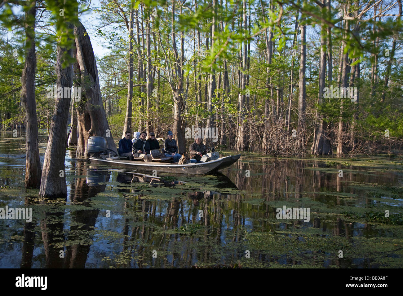 Les touristes visitent un cyprès tupelo forest dans le bassin de la rivière Atchafalaya Banque D'Images