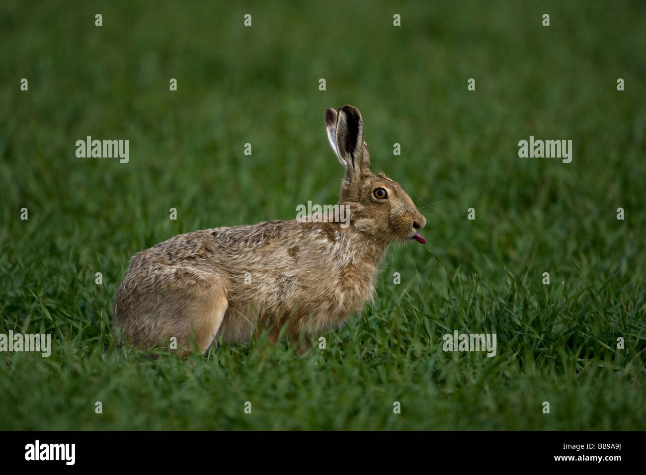 Lièvre brun Lepus europaeus Banque D'Images