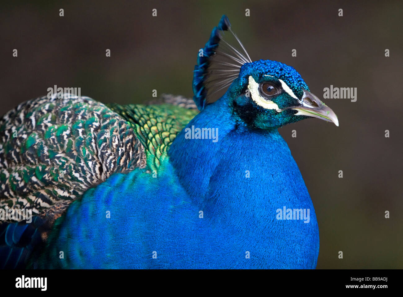 Paon bleu indien au Los Angeles County Arboretum and Botanical Garden en Arcadia California USA Banque D'Images