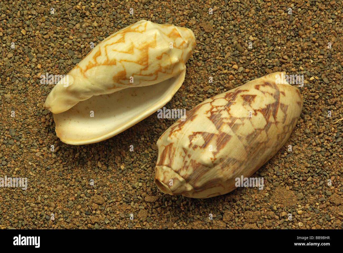 Le bat volute shell - Voluta vespertillo vespertillo Aulicinis ( =) des Philippines à l'Australie W Banque D'Images