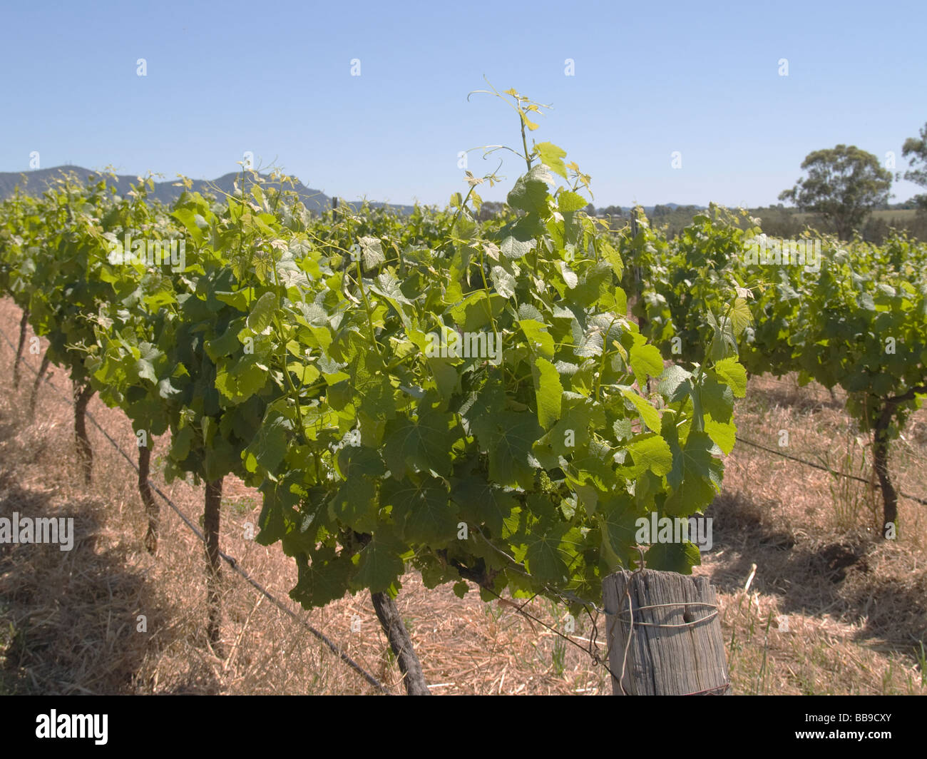 Close up de vignes Hunter Valley Australie Nouvelle Galles du Sud Banque D'Images