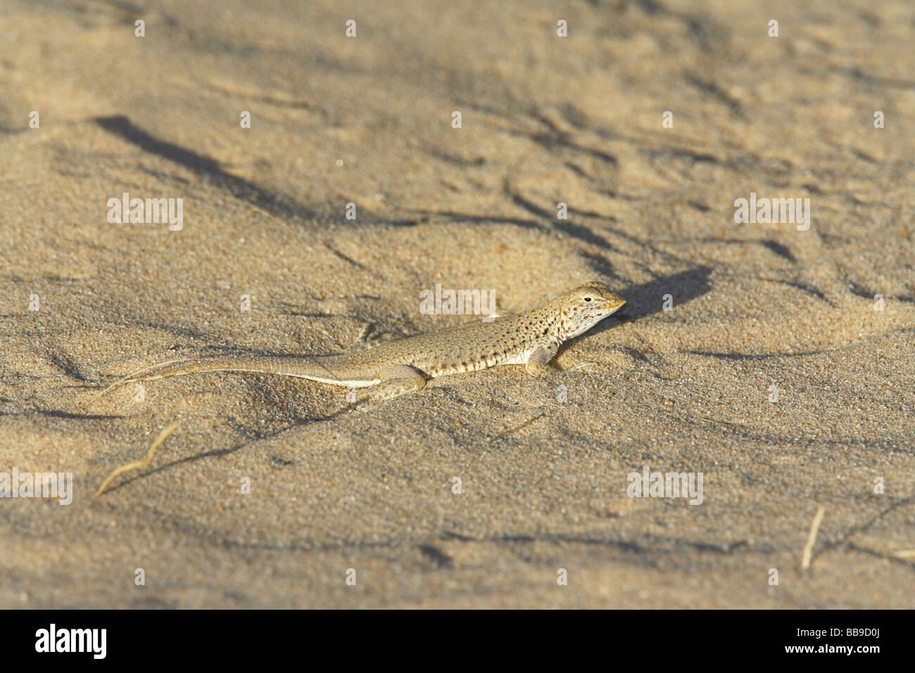 Fringe Mojave-toed Lizard Banque D'Images