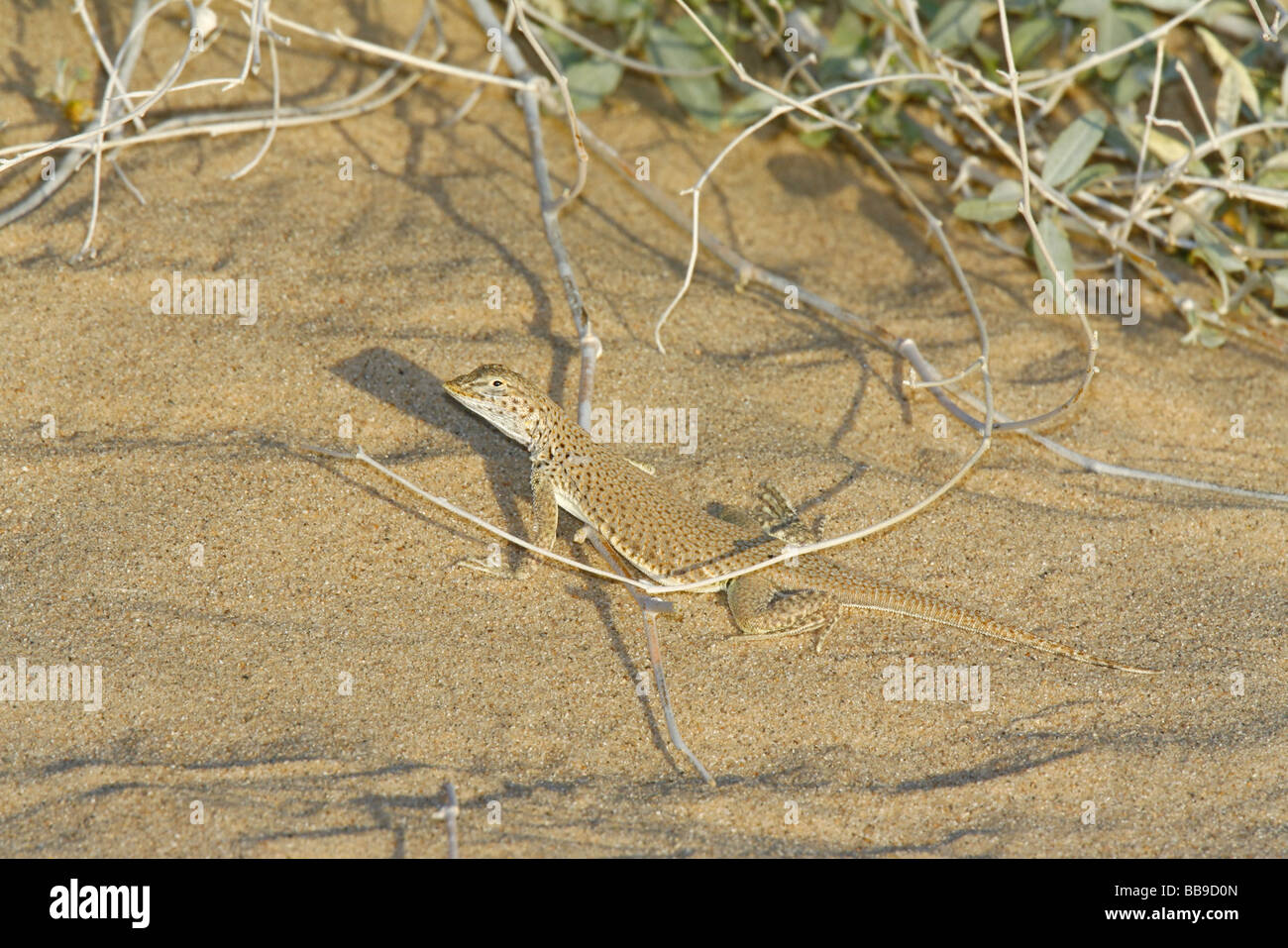 Fringe Mojave-toed Lizard Banque D'Images