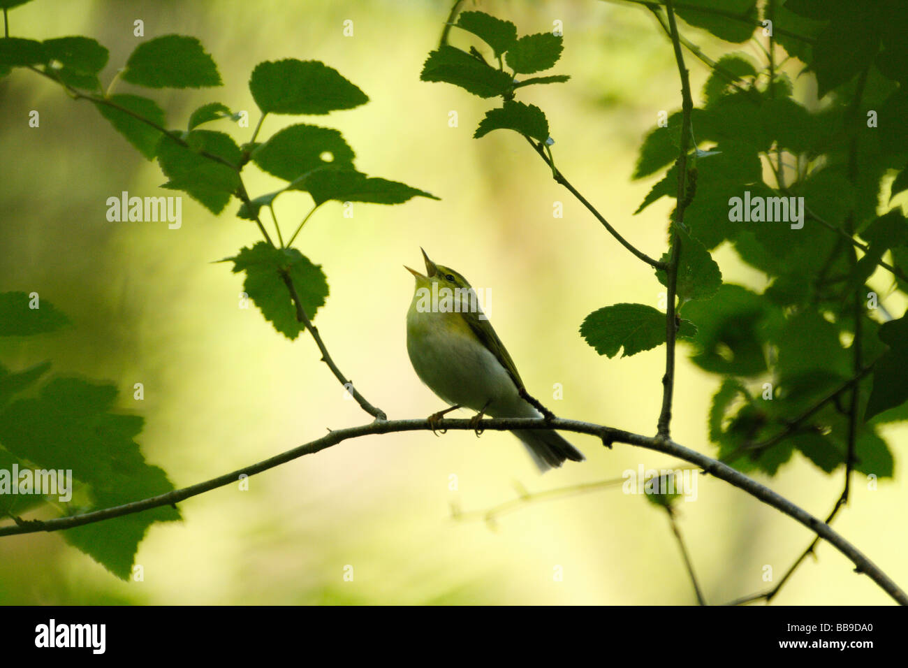 Pouillot siffleur Phylloscopus sibilatrix,, en pleine chanson Banque D'Images