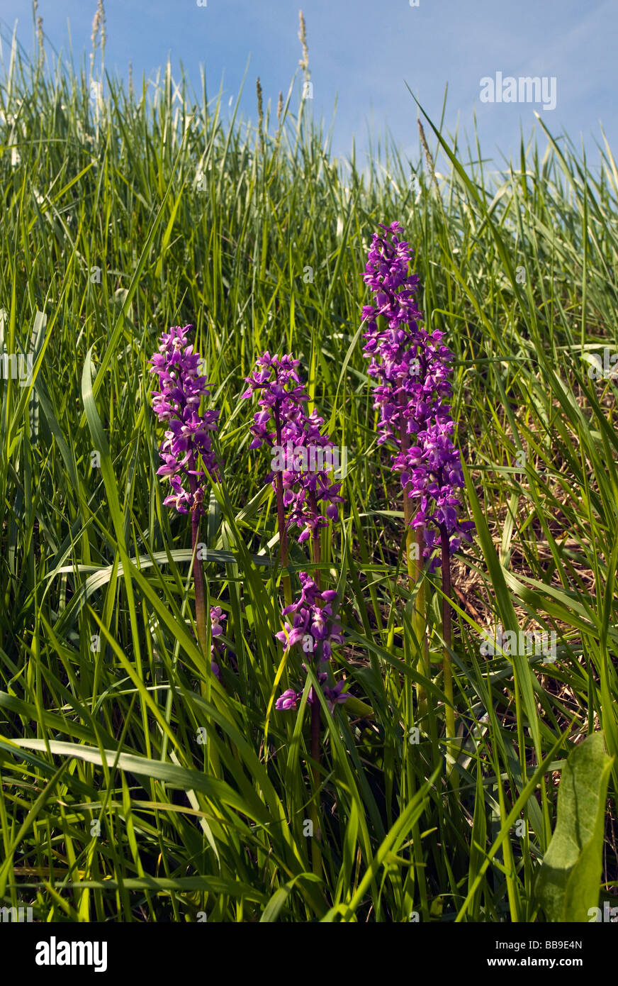 Early Purple Orchid - Orchis mascula, France. Banque D'Images