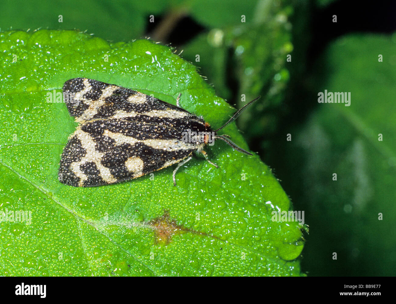 Portrait de Tiger Moth Parasemia plantaginis bois allemagne Banque D'Images