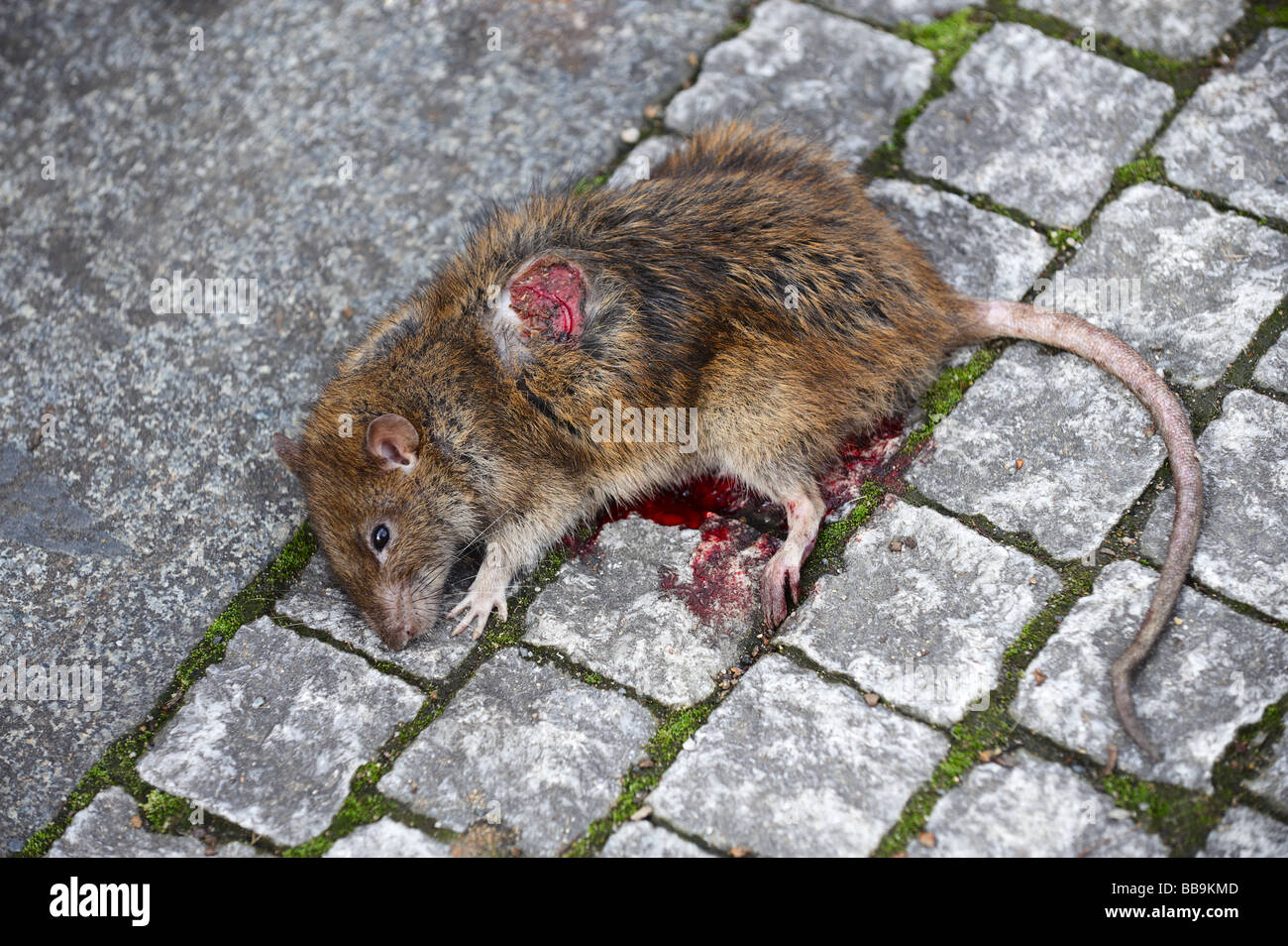 Close Up D Un Rat Mort Avec Ses Yeux Ouverts On Sidewalk Photo Stock Alamy