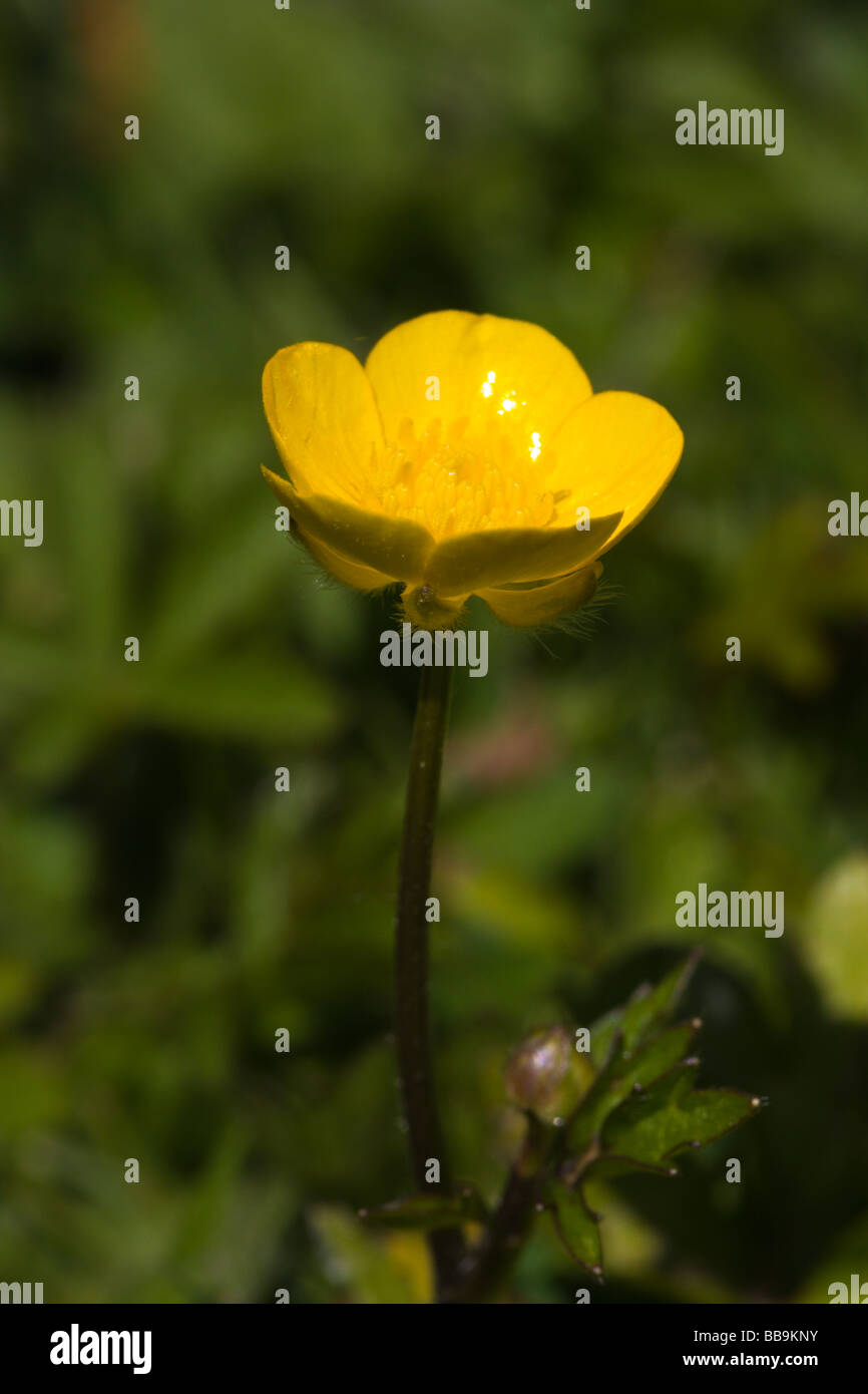 La Renoncule rampante Banque D'Images