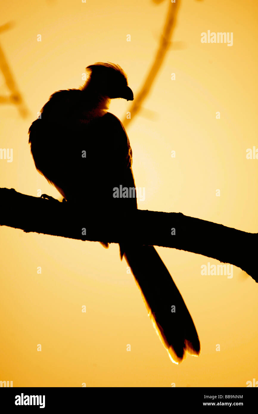Go-Away oiseau du genre Corythaixoides silhouette sur le lever du soleil dans le Serengeti en Tanzanie Banque D'Images