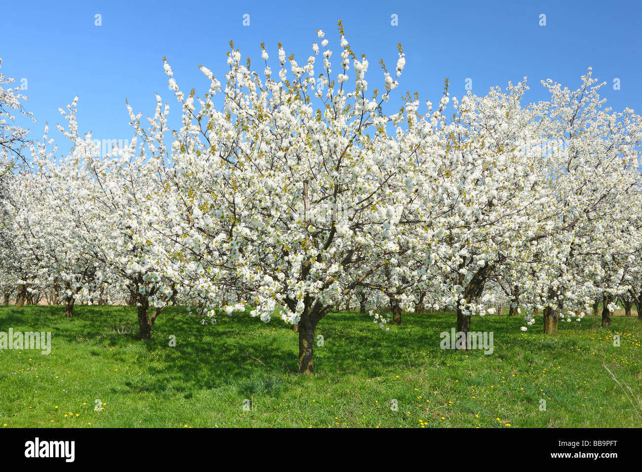 Les cerisiers fleurissent dans une journée de printemps ensoleillée plantation cerisier Cerasus avium Cherry Orchard Banque D'Images