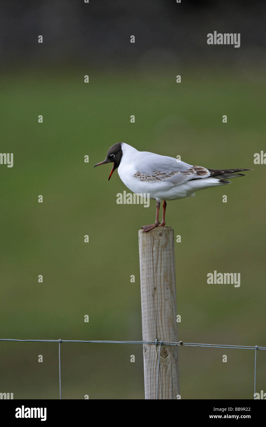 Mouette rieuse Larus ridibundus Black au lissage et l'étirement debout sur un sol en bois fencepost Banque D'Images