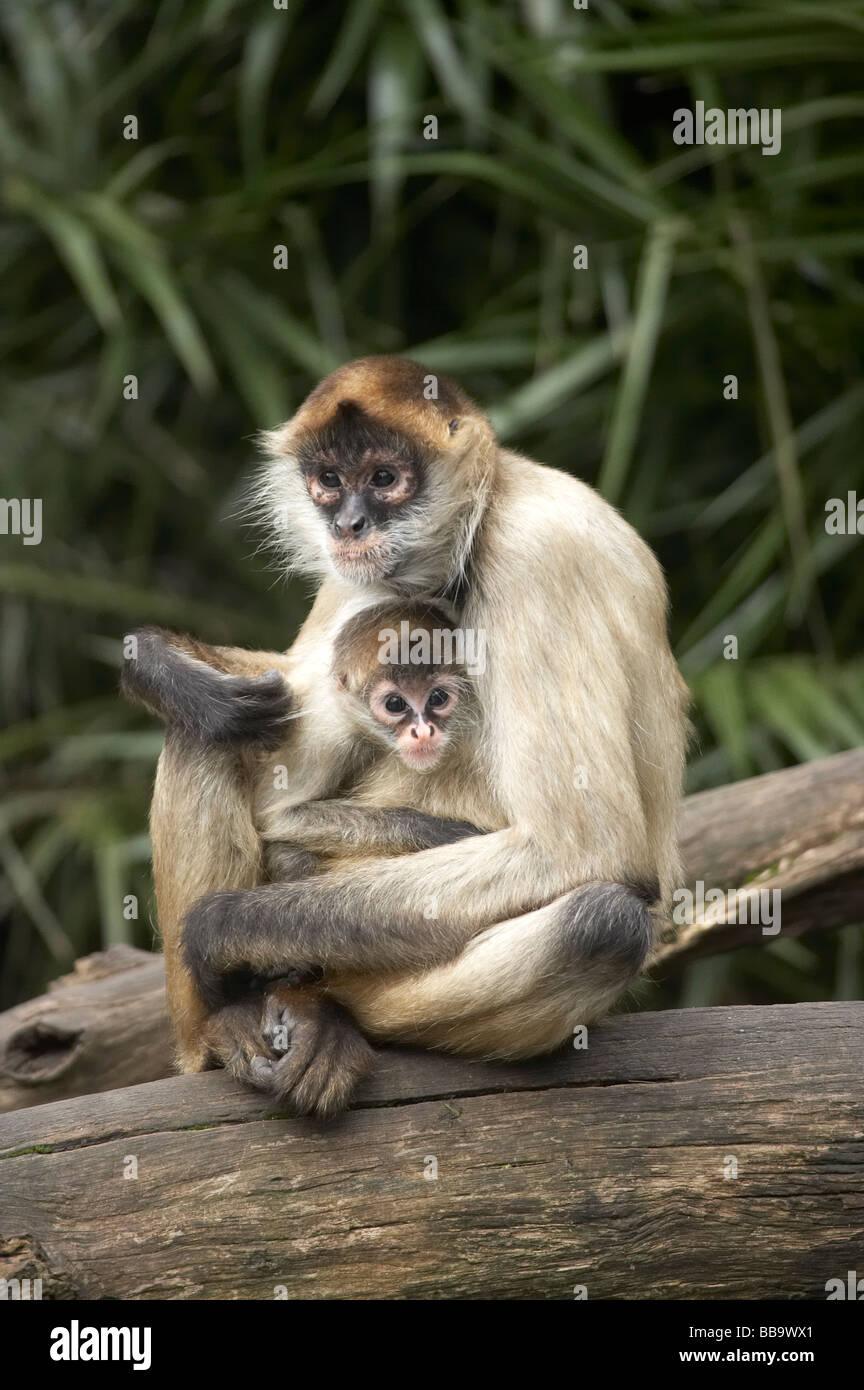 Singe-araignée Ateles geoffroyi geoffroyi Zoo d'Auckland Auckland Nouvelle Zélande Île du Nord Banque D'Images