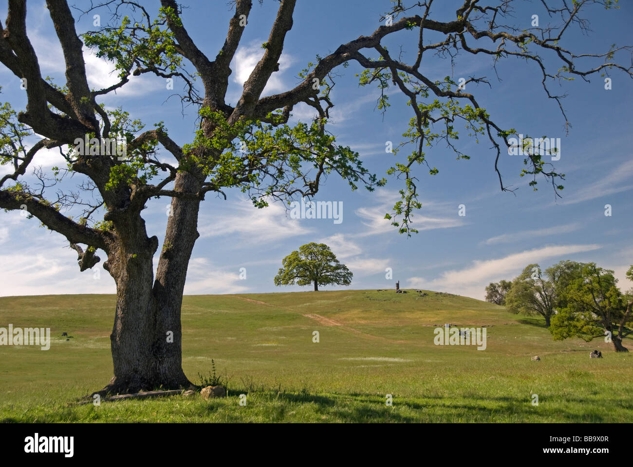 Les pâturages le long de la route 26 dans la vallée centrale, en Californie, aux États-Unis. Banque D'Images